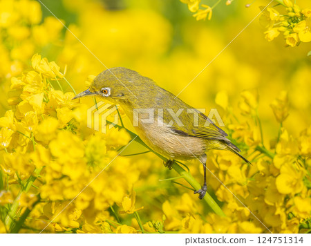 White-eye perched on rape blossoms 124751314