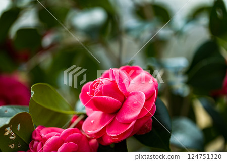 Sasanqua花 Sasanqua花 124751320