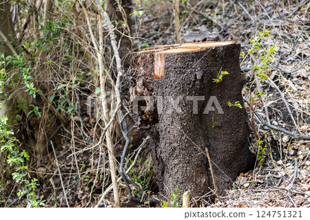 記錄的樹木 記錄的樹木 124751321