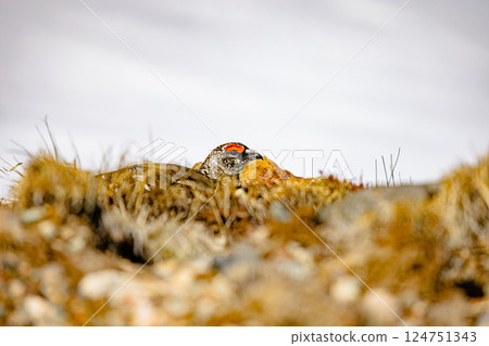 Ptarmigan, Murodo, Tateyama, Toyama Prefecture 124751343