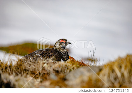 Ptarmigan, Murodo, Tateyama, Toyama Prefecture 124751345