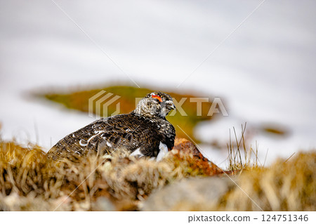 富山縣立山市室堂市雷鳥 124751346
