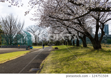 埼玉縣所澤市航空公園青少年運動場的櫻花 124751504