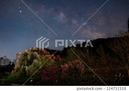 Cherry blossoms and the Milky Way illuminated by the stars at night Cherry blossoms and the Milky Way illuminated by the stars at night 124751528
