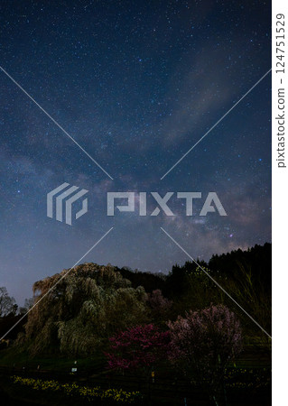Cherry blossoms at night and the starry spring sky 124751529