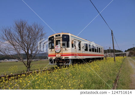 Heisei Chikuho Railway diesel car and cherry blossoms & rape blossoms 124751614