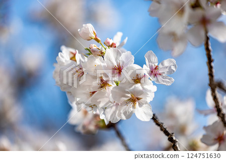 Yoshino cherry tree in full bloom Yoshino cherry tree in full bloom 124751630