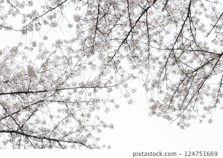 Cherry blossoms in full bloom if you look up Cherry blossoms in full bloom if you look up 124751669