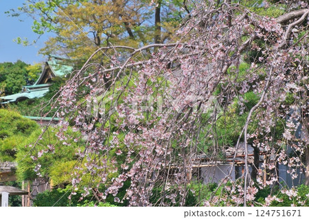 白旗神社的垂枝櫻花 124751671