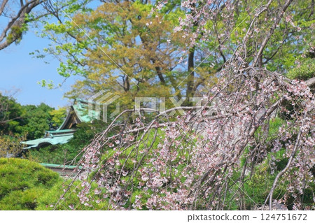 白旗神社的垂枝櫻花 124751672
