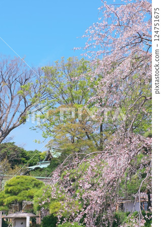 Weeping cherry blossoms at Shirahata Shrine 124751675