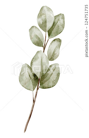 Watercolor illustration of a Eucalyptus Branch with soft green leaves. Botanical Drawing for wedding invitations or childish greeting cards. Art of tropical herb on isolated background. Watercolor illustration of a Eucalyptus Branch with soft green leaves. Botanical Drawing for wedding invitations or childish greeting cards. Art of tropical herb on isolated background. 124751735