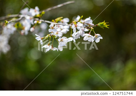 Cherry blossoms at the Youth Sports Grounds of Aviation Park, Tokorozawa City, Saitama Prefecture 124751744