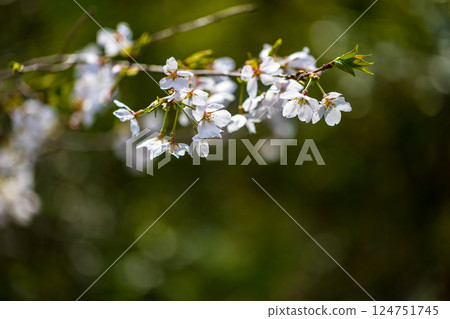 Cherry blossoms at the Youth Sports Grounds of Aviation Park, Tokorozawa City, Saitama Prefecture 124751745