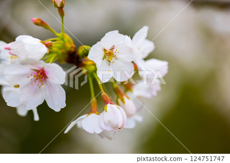 埼玉縣所澤市航空公園青少年運動場的櫻花 124751747