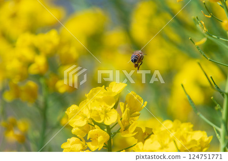 Rape blossoms and bees Rape blossoms and bees 124751771