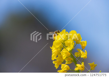 油菜花和蜜蜂 油菜花和蜜蜂 124751773