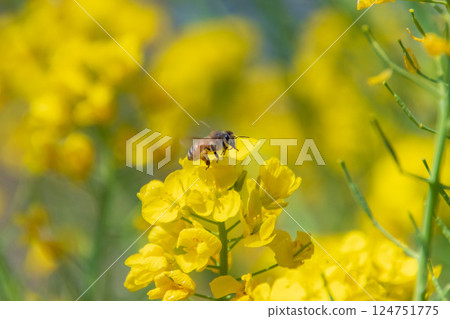 油菜花和蜜蜂 油菜花和蜜蜂 124751775