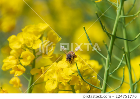 油菜花和蜜蜂 124751776