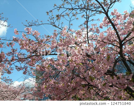 稻毛海岸站前盛開的河津櫻花 稻毛海岸站前盛開的河津櫻花 124751840