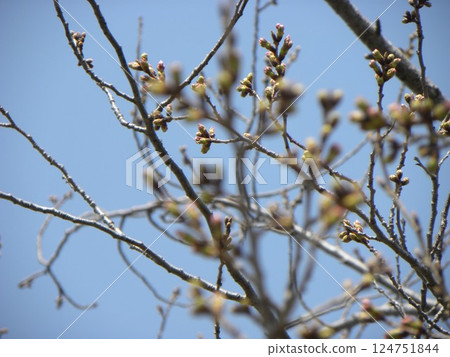 小島花園的櫻花樹的花蕾開始綻放。 小島花園的櫻花樹的花蕾開始綻放。 124751844