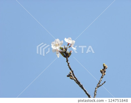 The Yoshino cherry blossoms in front of the Takasu Sports Center are starting to bloom. 124751848