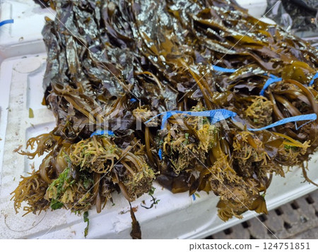 Korean seafood market. Fresh seaweed. 124751851