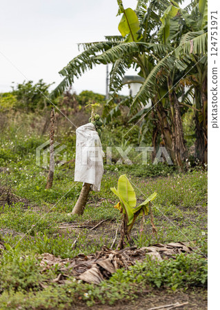 Papaya with a cloak 124751971