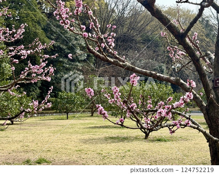 Peach blossoms at the Imperial Palace_Kettle flowers_Kettle flowers 124752219