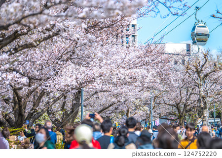 Yokohama cityscape in Japan, in front of Sakuragicho Station. View of cherry blossoms along Kishamichi Road. 124752220