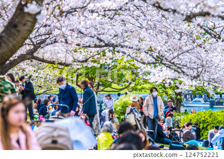 Yokohama cityscape in Japan, in front of Sakuragicho Station. View of cherry blossoms along Kishamichi Road. 124752221
