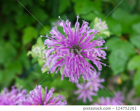 Pink flowers bloomed 124752261