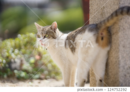 In spring, a stray cat senses something 124752292