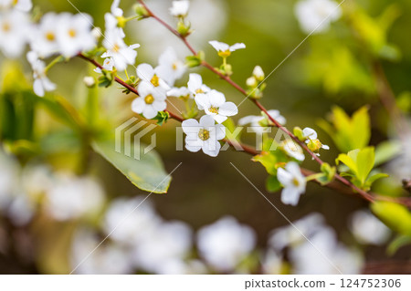 埼玉縣所澤市航空公園青少年運動場的繡線菊 124752306