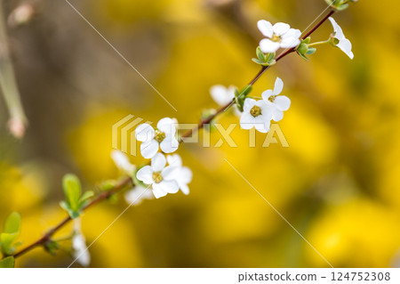 埼玉縣所澤市航空公園青少年運動場的繡線菊 埼玉縣所澤市航空公園青少年運動場的繡線菊 124752308