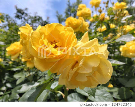 The glow of yellow roses against the blue sky 124752345