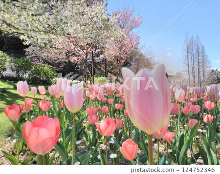 春季競賽：鬱金香與櫻花園 124752346