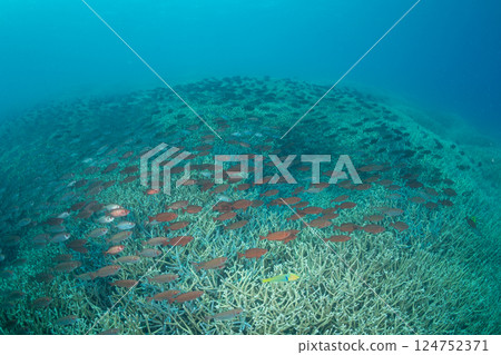 一群寶石鹮,東京小笠原 一群寶石鹮,東京小笠原 124752371