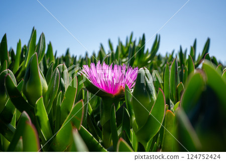 Succulent coastal plant Carpobrotus rose or carcalla, growing on coastal beaches. Pink blooming flower.  124752424