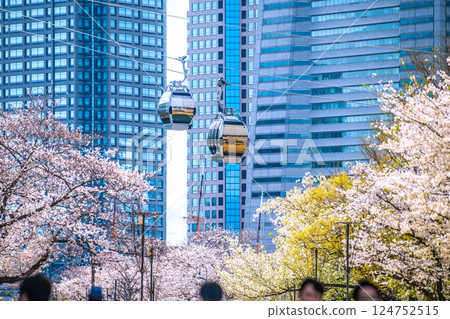 Yokohama cityscape in Japan, in front of Sakuragicho Station. View of cherry blossoms along Kishamichi Road. Yokohama cityscape in Japan, in front of Sakuragicho Station. View of cherry blossoms along Kishamichi Road. 124752515