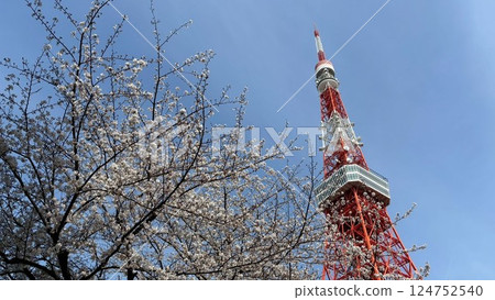 櫻花和東京塔 124752540