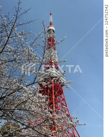 櫻花和東京塔 124752542