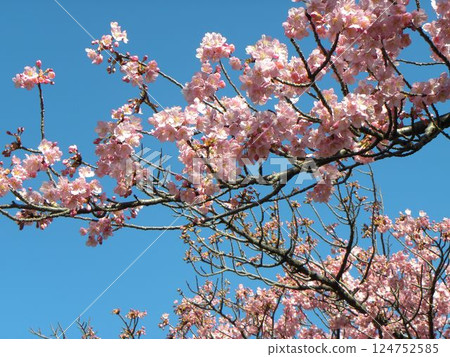 Kawazu cherry blossoms in front of Inagekaigan Station, 80% in bloom 124752585