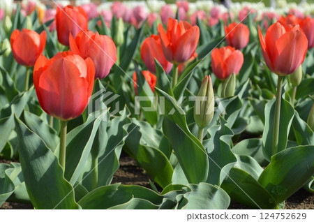 THE TULIP THE TULIP 124752629