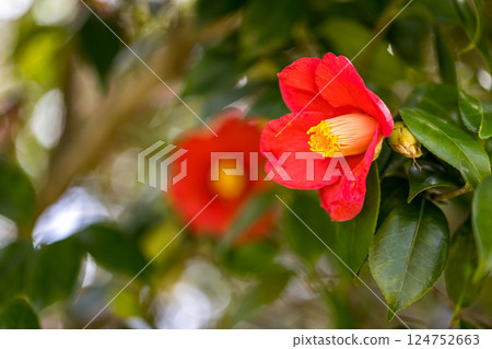 埼玉縣所澤市航空公園青少年運動場的山茶花 124752663