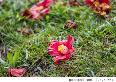 Camellia at the Youth Sports Grounds of Aviation Park, Tokorozawa City, Saitama Prefecture 124752665