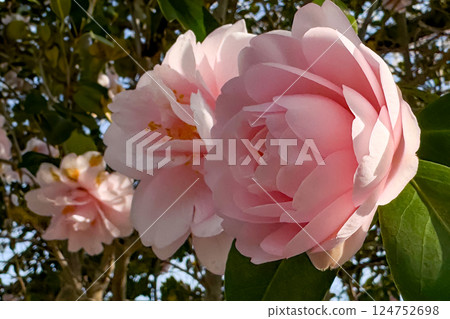 粉紅山茶花 124752698