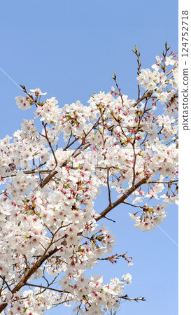 櫻花和藍天 櫻花和藍天 124752718