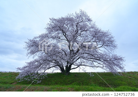 A rainy day view of a single cherry tree at Ikusaka Pond in Tenri City, Nara Prefecture A rainy day view of a single cherry tree at Ikusaka Pond in Tenri City, Nara Prefecture 124752736