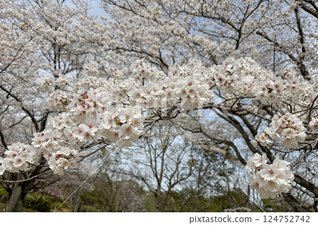 綻放在春天藍天上的櫻花 綻放在春天藍天上的櫻花 124752742
